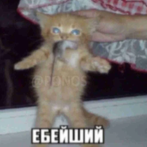 Sticker ebatYaChucha - 1