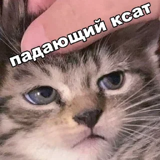 Sticker чикпарирум - 4