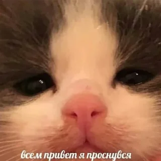 Sticker чикпарирум - 11