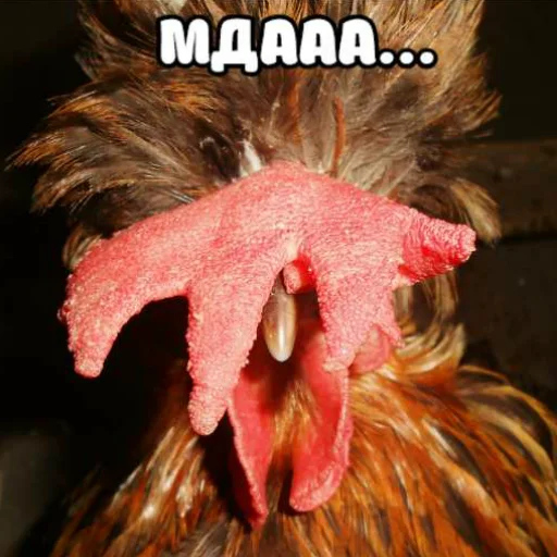 gallinaceous bird animal bird