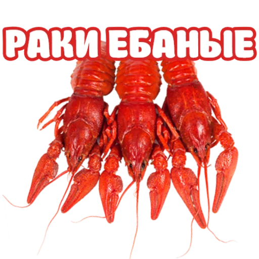 invertebrate animal text