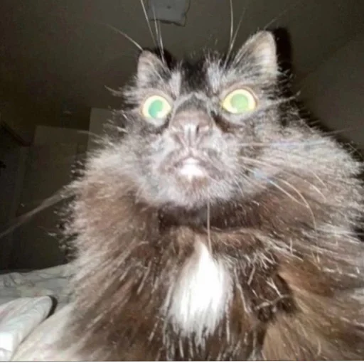 Sticker ebe803a3_f3a9_423c_bb54_c6cb6daeed5d_by_sticat_bot - 1