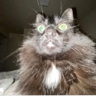 Sticker ebanina Bogdana - 6