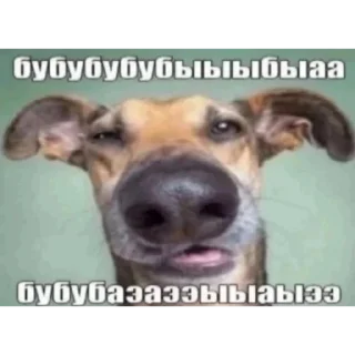 Sticker ebanina Bogdana - 4