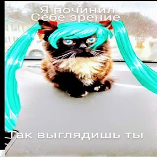 animal mammal domestic cat