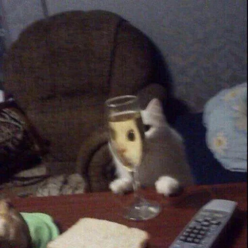 indoor mammal animal