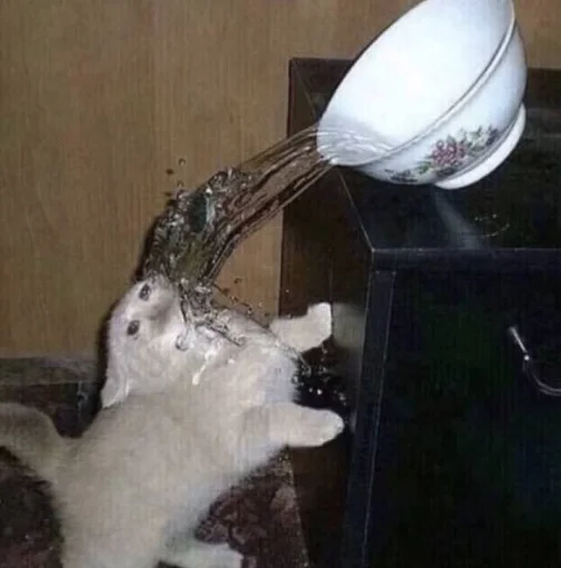 комнатный кошка чаша