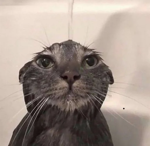 mammal animal whiskers