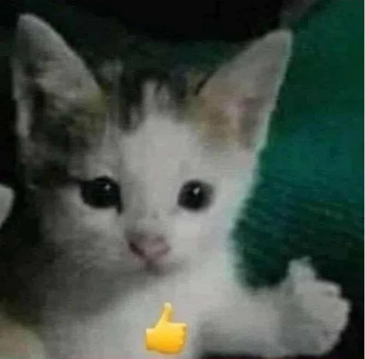 mammal animal small to medium-sized cats