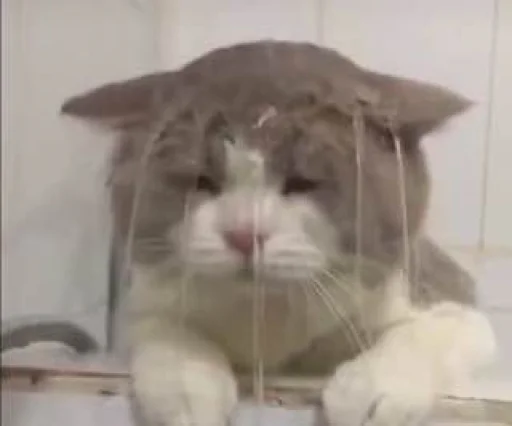 mammal animal indoor