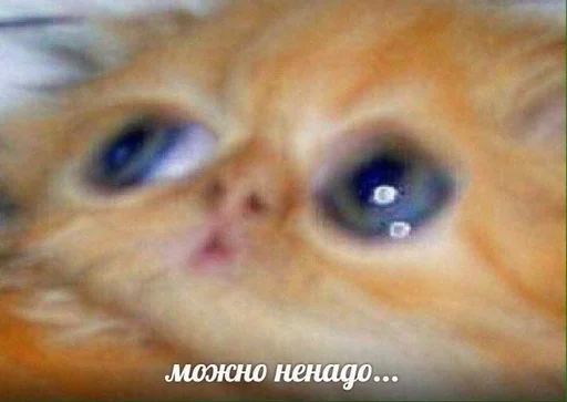 Sticker еблуша by @fStikBot - 10