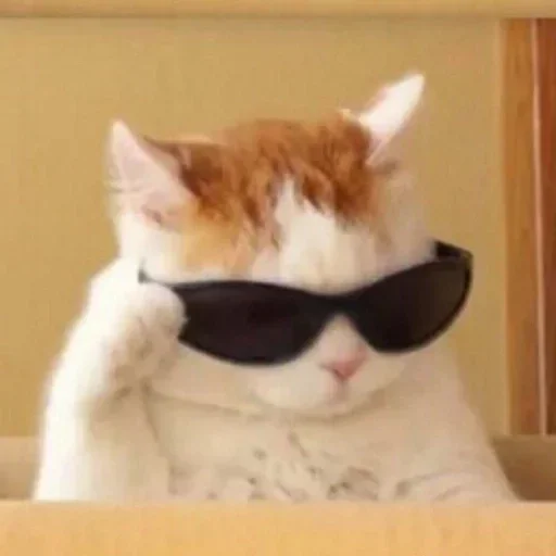cat sunglasses small to medium-sized cats