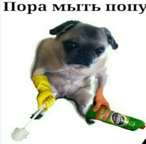 млекопитающее порода собак домашнее животное