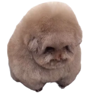 Стикер EBUCHI 5678 (для бомжей) - 0