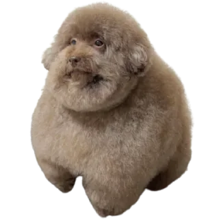 Стикер EBUCHI 5678 (для бомжей) - 2