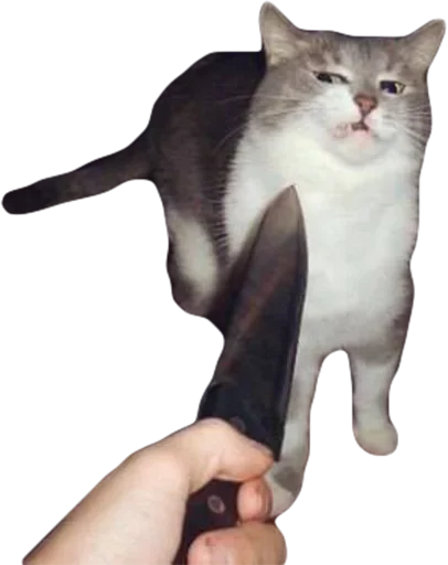 small to medium-sized cats domestic cat person