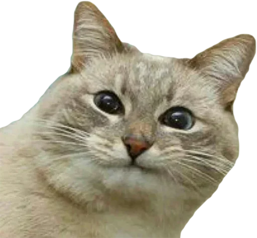 Ебучие Коты - кошка