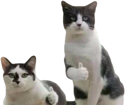 domestic cat cat animal