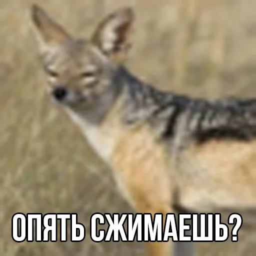 млекопитающее животное трава