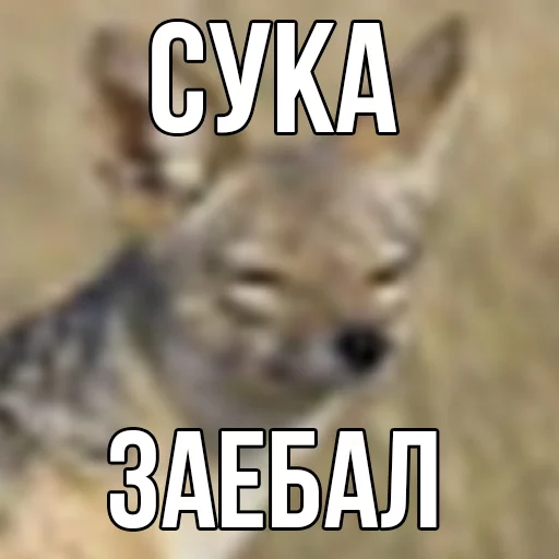 mammal animal terrestrial animal