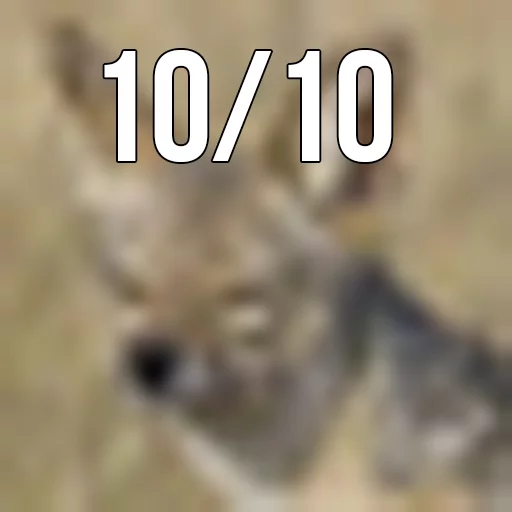 mammal animal terrestrial animal