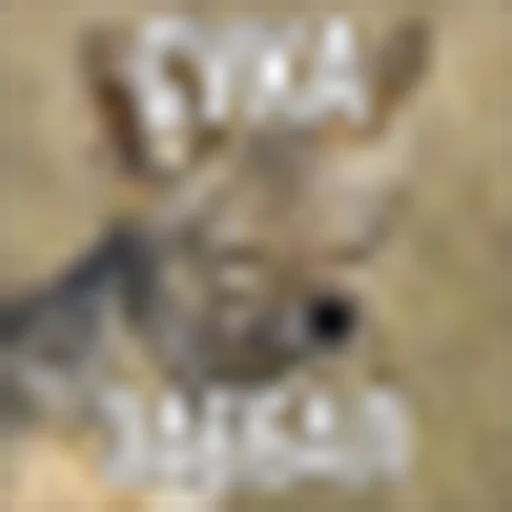 mammal animal rabbit