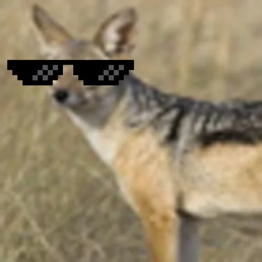 mammal animal jackal