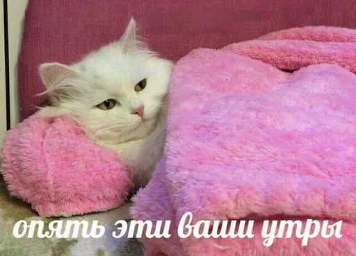 pink small to medium-sized cats fur