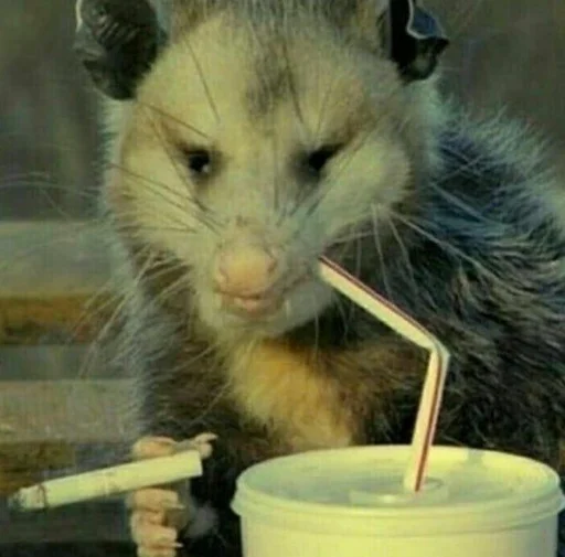 animal mammal indoor