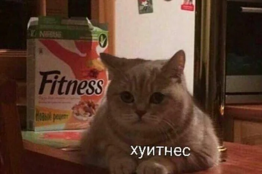 text mammal domestic cat