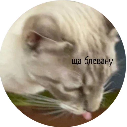 Стикер Джеки Чан - 8