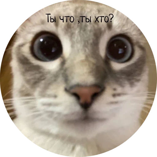 Стикер Джеки Чан - 6