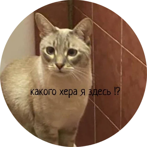 Стикер Джеки Чан - 5