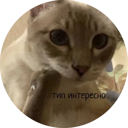 Стикер Джеки Чан - 1