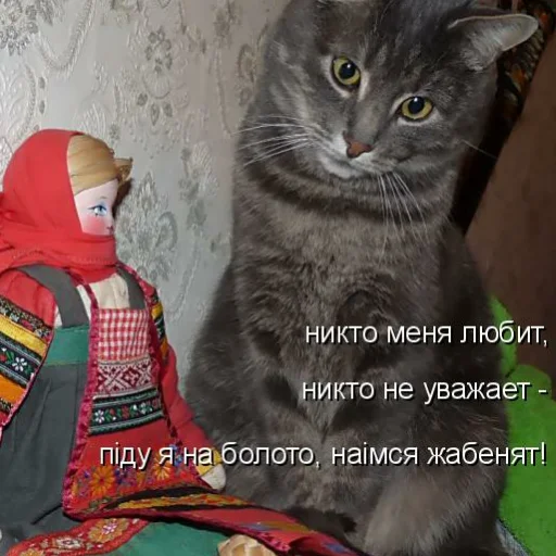 cat small to medium-sized cats domestic cat