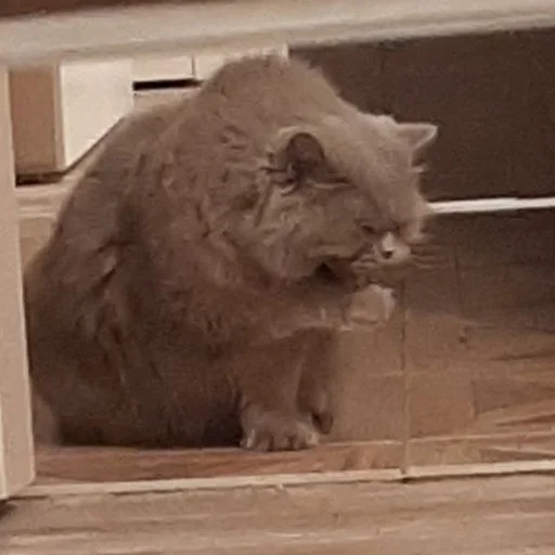 млекопитающее животное кошачьи