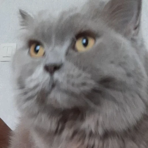 животное млекопитающее кошка