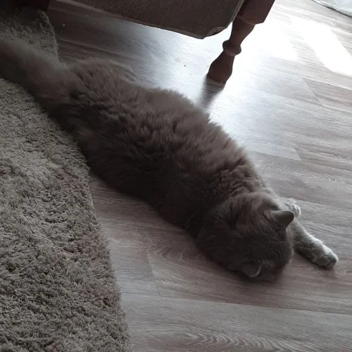 кошки малого и среднего размера комнатный кошачьи