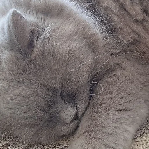 животное млекопитающее кошачьи