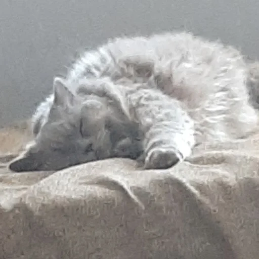 животное млекопитающее кошачьи