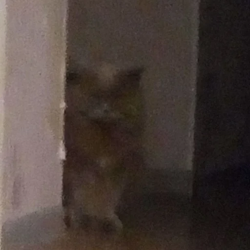 животное млекопитающее стена