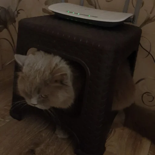 животное комнатный кошка