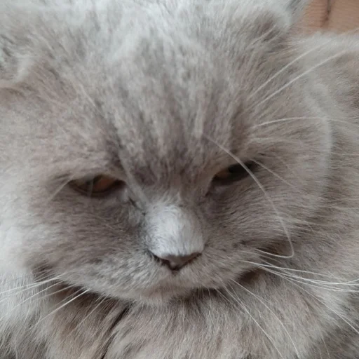 животное млекопитающее кошка