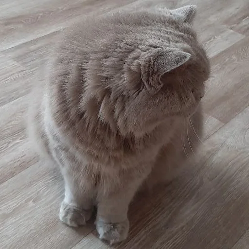 животное кошка кошки малого и среднего размера