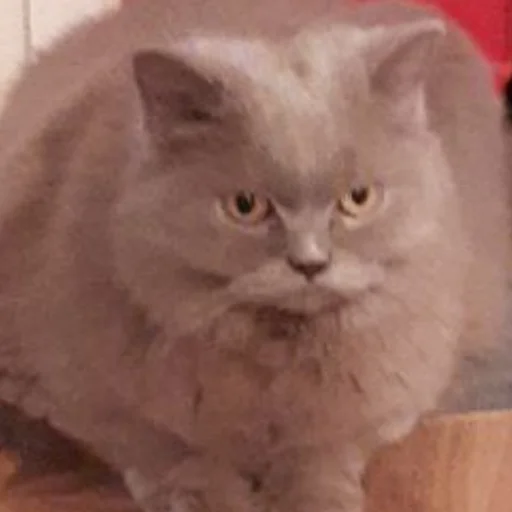 млекопитающее животное кошка