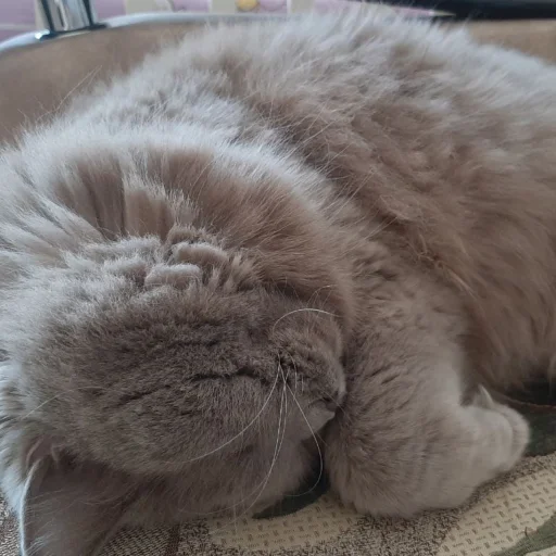 животное млекопитающее кошачьи