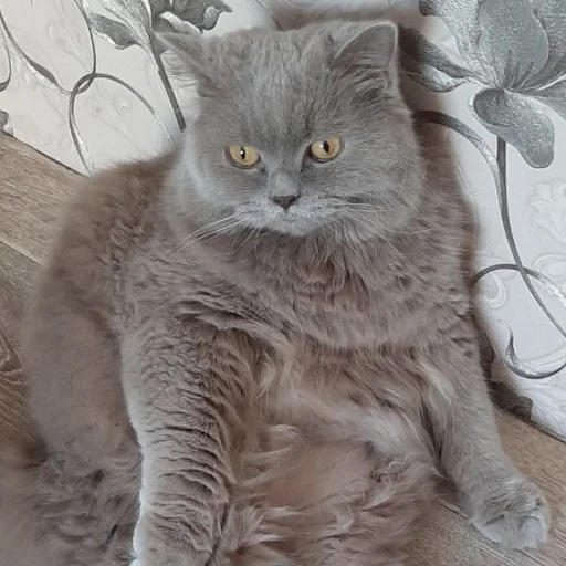 животное млекопитающее кошка