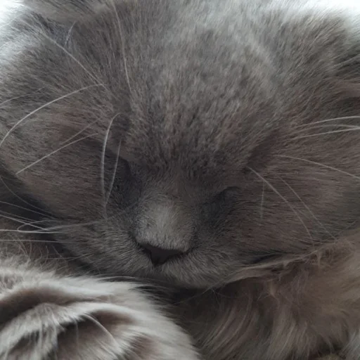 млекопитающее животное мех