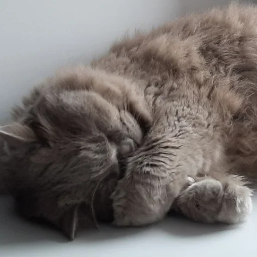 животное млекопитающее кошка