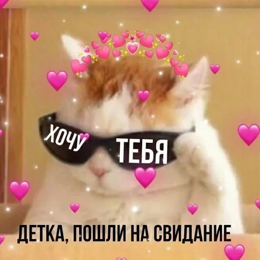 животное домашнее животное кошки малого и среднего размера